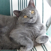 Photo de Chartreux