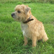 Photo de Border terrier