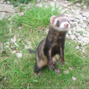 Photo de Furet