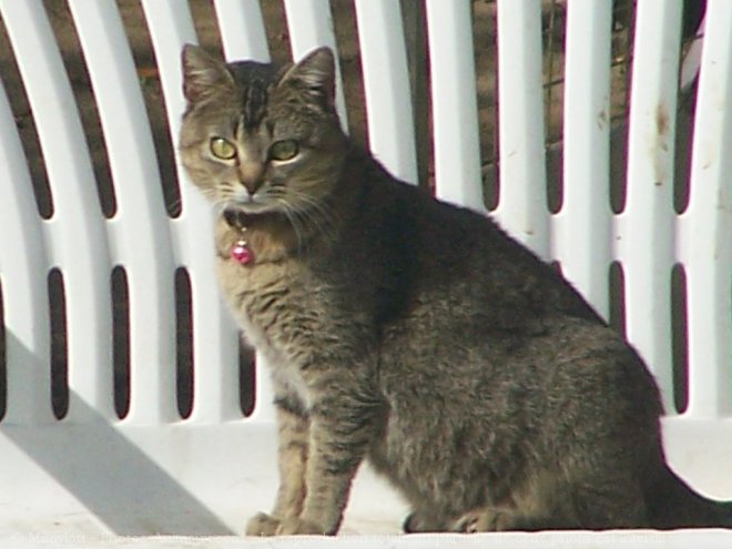 Photo de Chat domestique