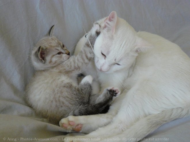 Photo de Chat domestique