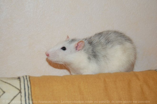 Photo de Rat