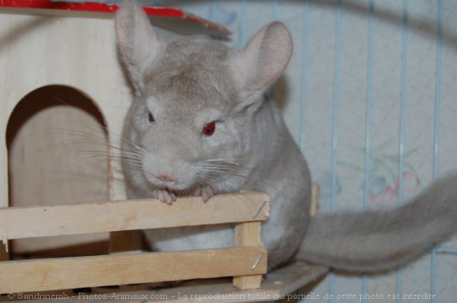 Photo de Chinchilla