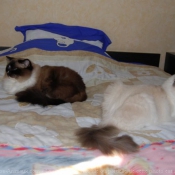 Photo de Ragdoll