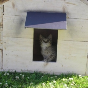 Photo de Chat domestique