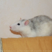 Photo de Rat