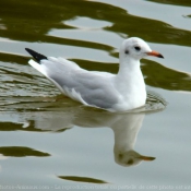 Photo de Mouette