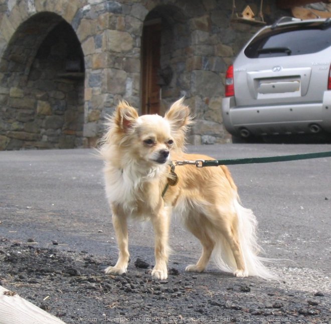 Photo de Chihuahua  poil long