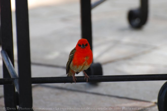 Photo de Cardinal