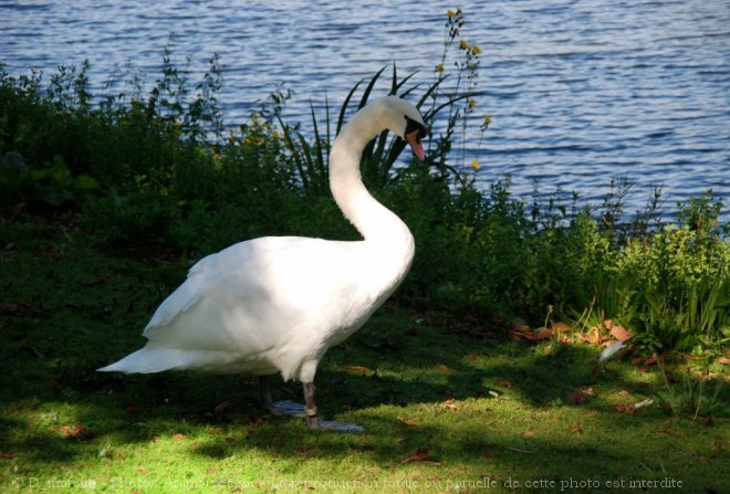 Photo de Cygne