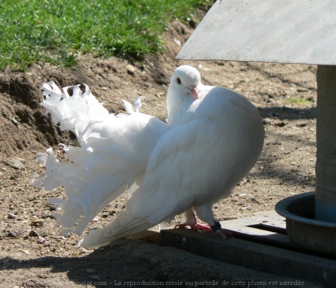 Photo de Pigeon