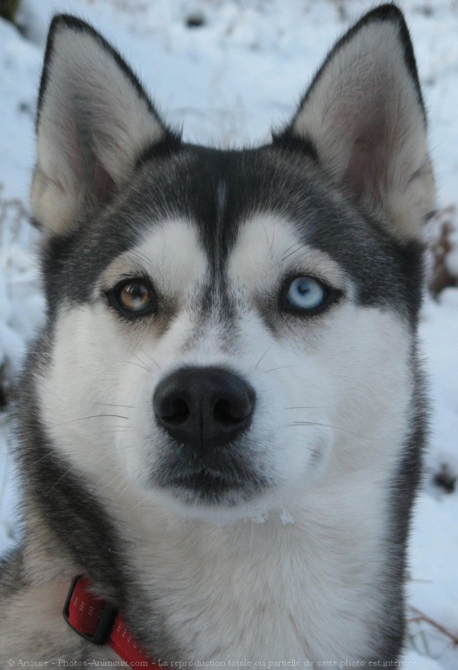 Photo de Husky siberien