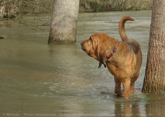 Photo de Chien de saint-hubert