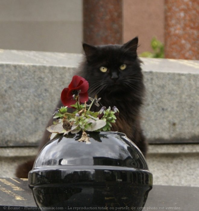 Photo de Chat domestique