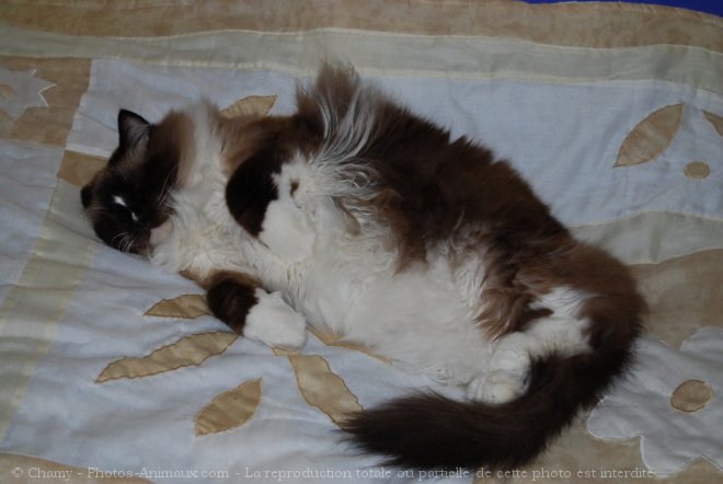 Photo de Ragdoll