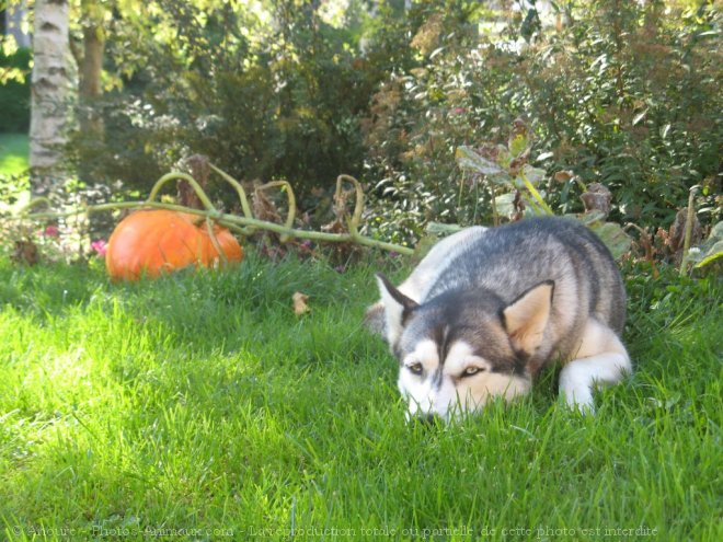 Photo de Husky siberien