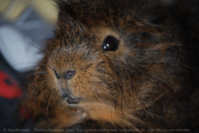 Photo de Cochon d'inde - pruvien