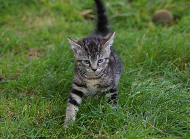 Photo de Chat domestique