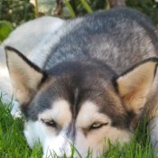 Photo de Husky siberien