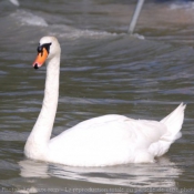 Photo de Cygne