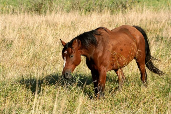 Photo de Trakehner