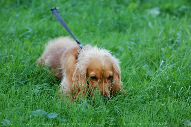 Photo de Cocker anglais