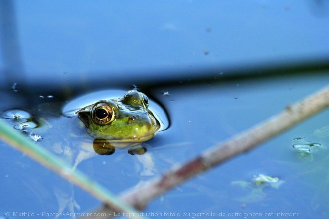 Photo de Grenouille