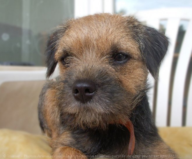 Photo de Border terrier