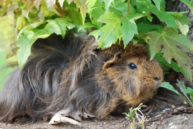 Photo de Cochon d'inde - pruvien