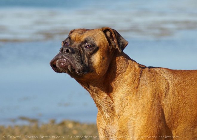 Photo de Boxer