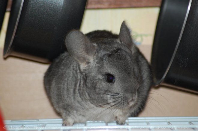 Photo de Chinchilla