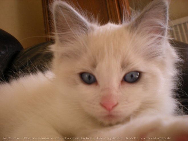 Photo de Ragdoll