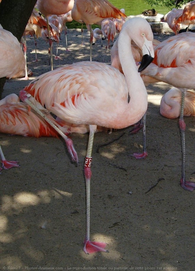 Photo de Flamand rose