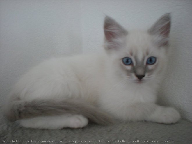 Photo de Ragdoll