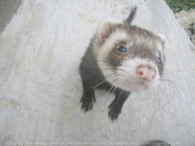 Photo de Furet