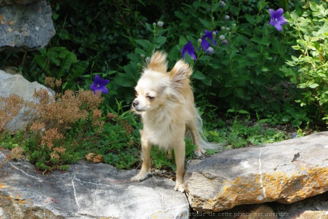 Photo de Chihuahua  poil long