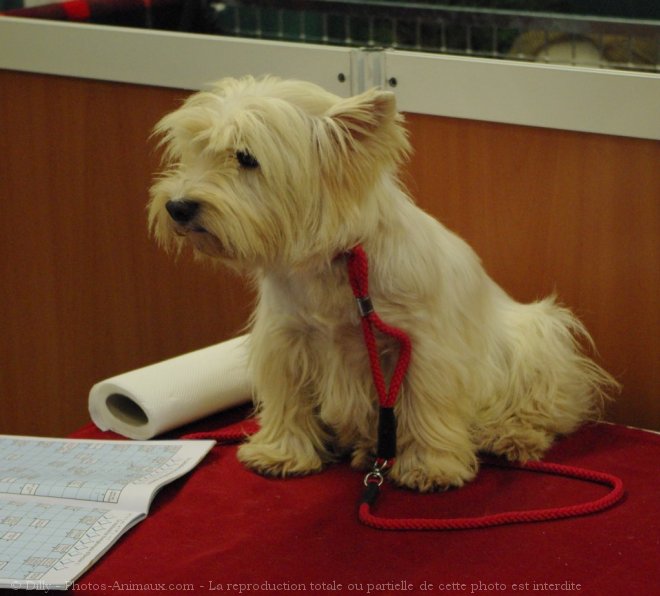 Photo de West highland white terrier