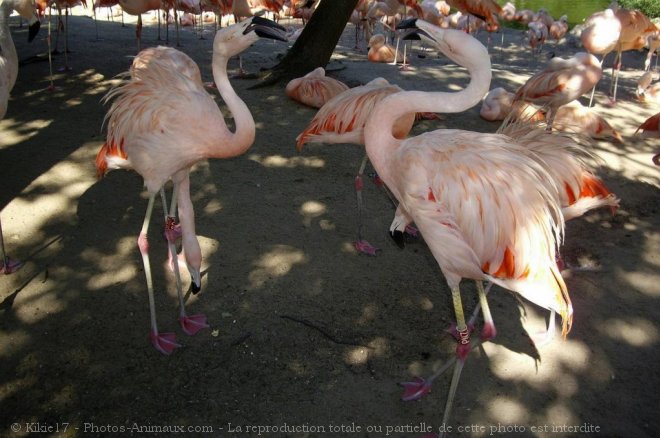 Photo de Flamand rose