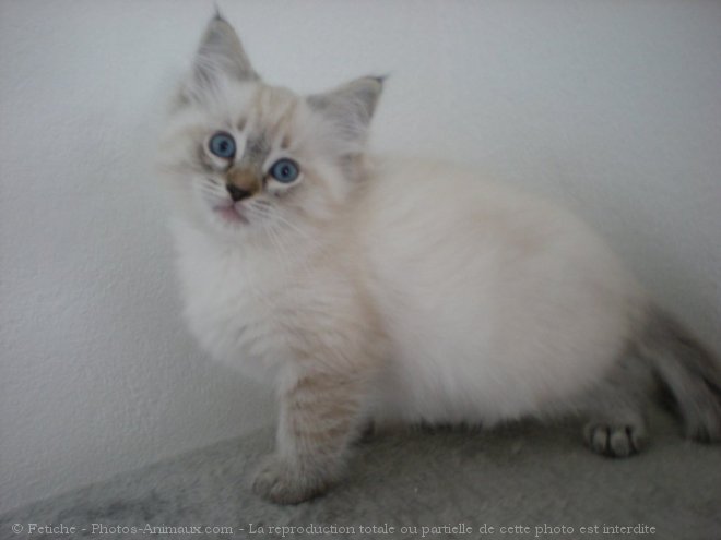 Photo de Ragdoll