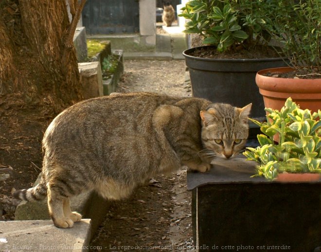 Photo de Chat domestique