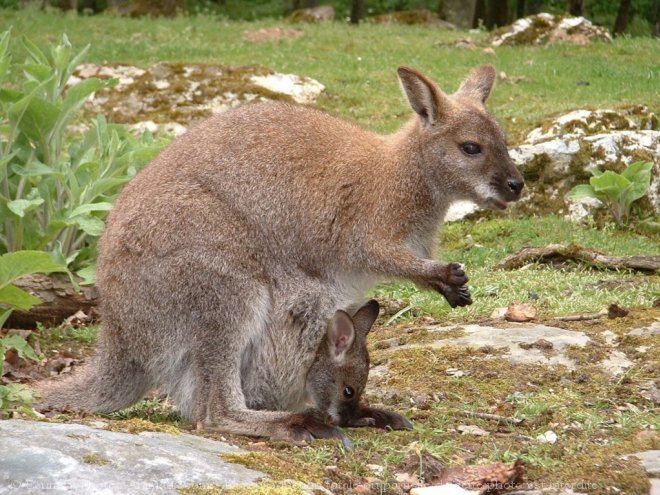 Photo de Wallaby