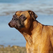 Photo de Boxer