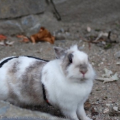 Photo de Lapin