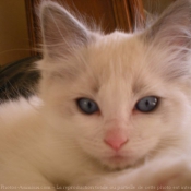 Photo de Ragdoll