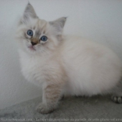 Photo de Ragdoll