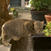 Photo de Chat domestique