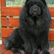 Photo de Chow chow