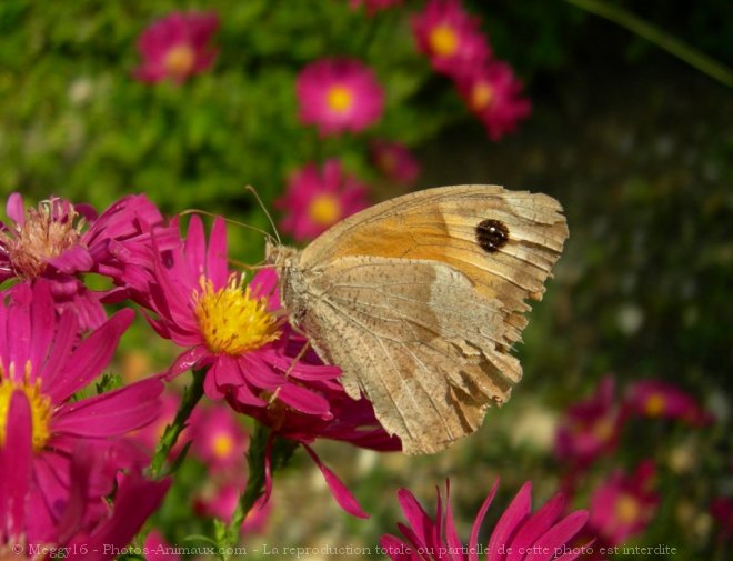 Photo de Papillon