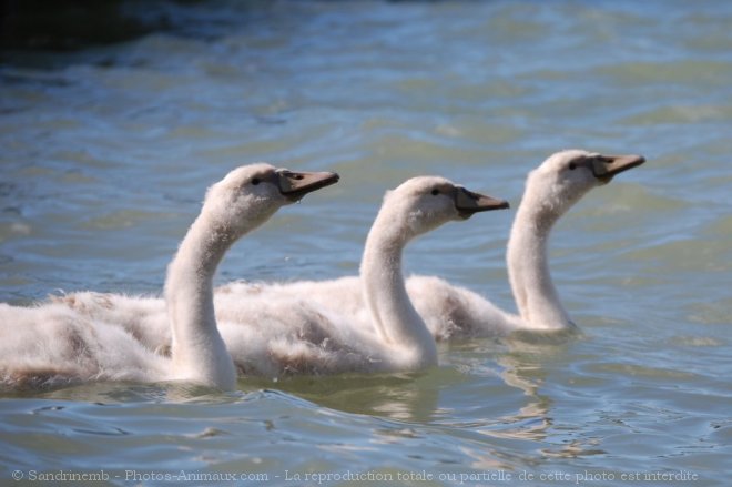 Photo de Cygne