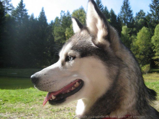 Photo de Husky siberien